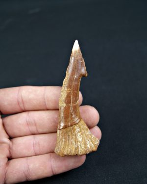 Onchopristis numidus