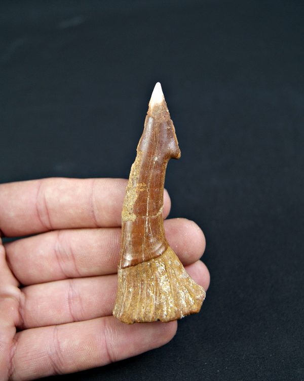 Onchopristis numidus