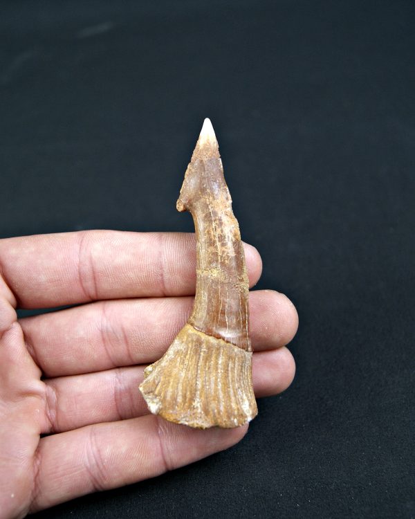 Onchopristis numidus