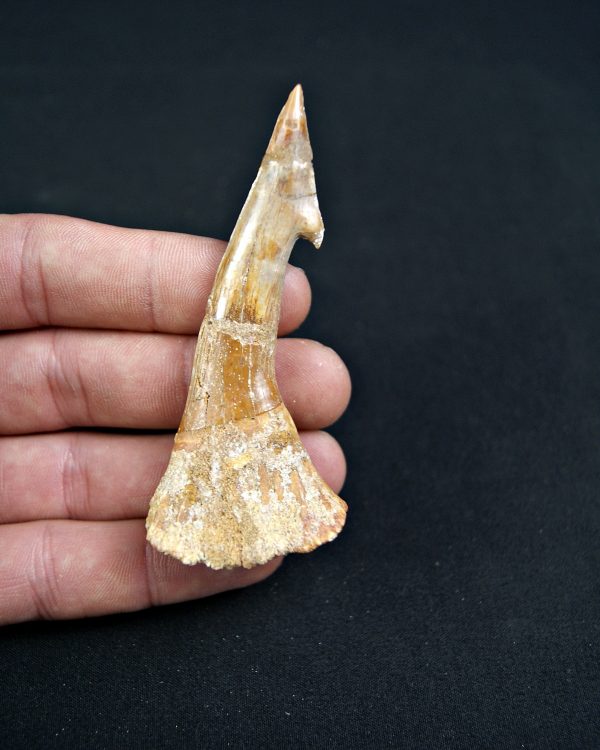 Onchopristis numidus