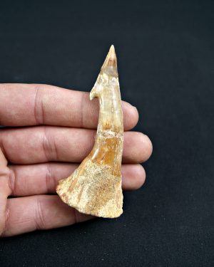 SONY DSC Onchopristis numidus