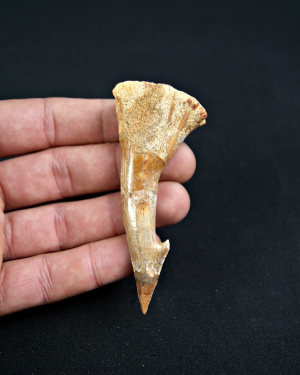 Onchopristis numidus