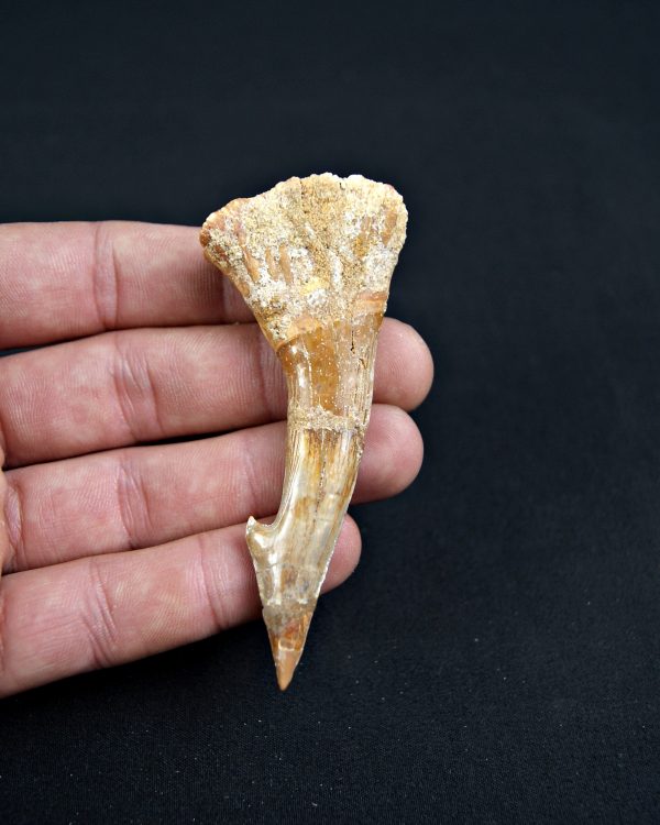 Onchopristis numidus