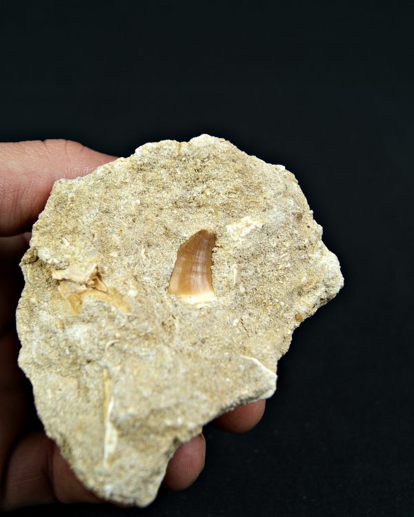 Minas de Fosfatos Varias Especies