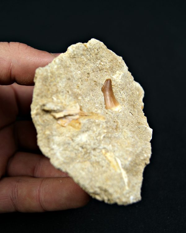 Minas de Fosfatos Varias Especies