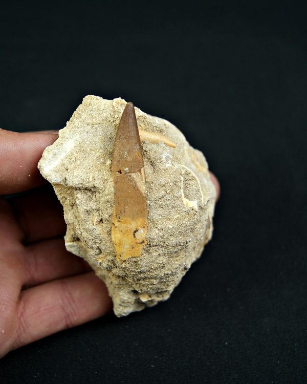 Minas de Fosfatos Varias Especies