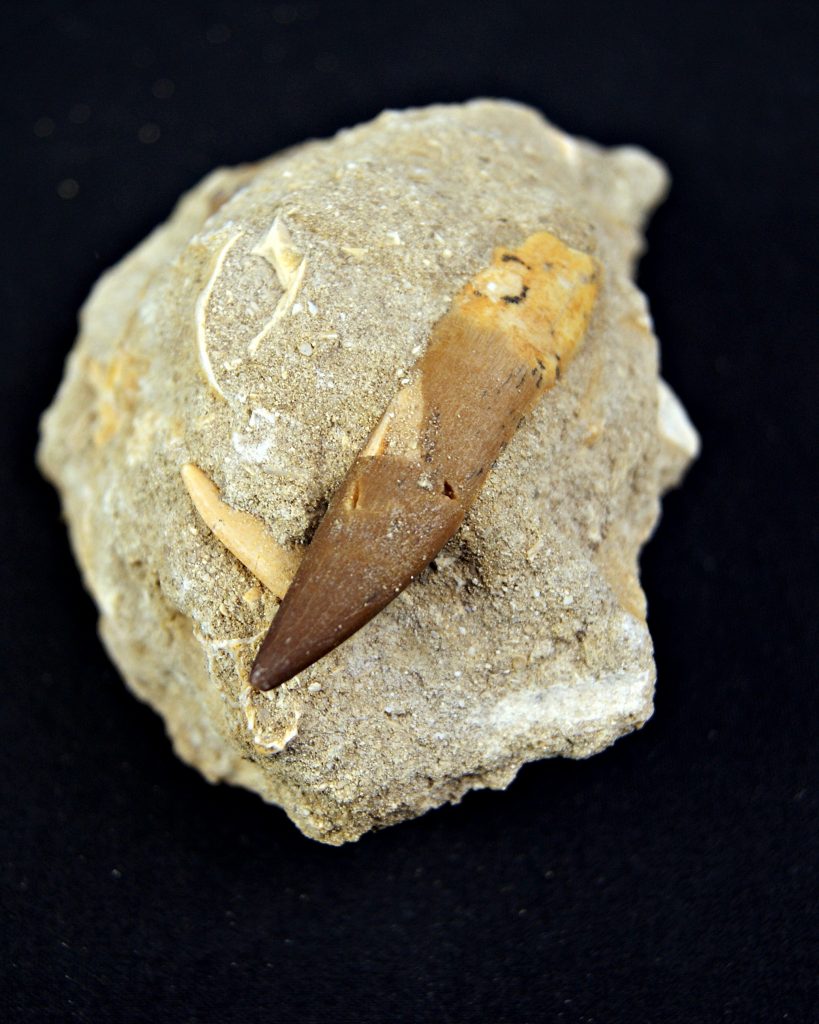 Minas de Fosfatos Varias Especies
