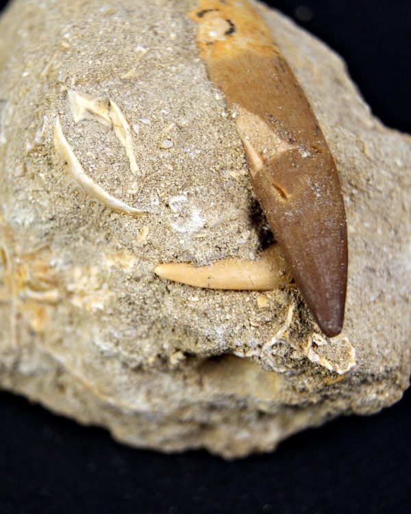 Minas de Fosfatos Varias Especies