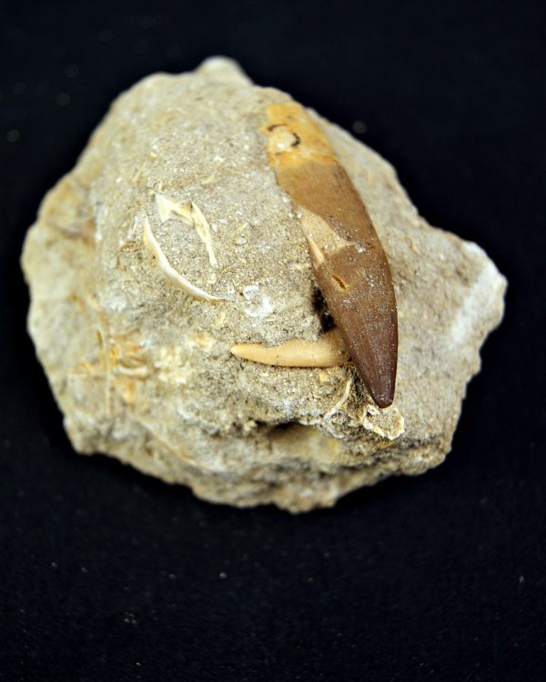 Minas de Fosfatos Varias Especies