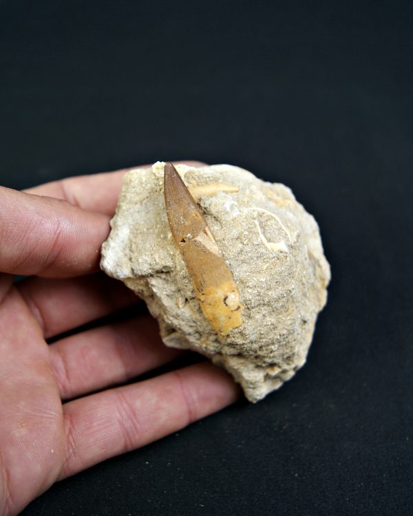 Minas de Fosfatos Varias Especies