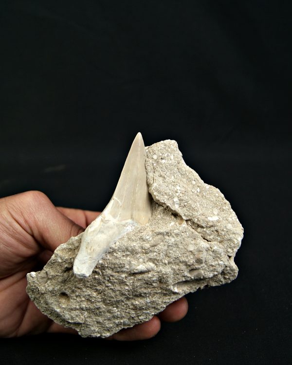 Otodus obliquus fosil en Matriz