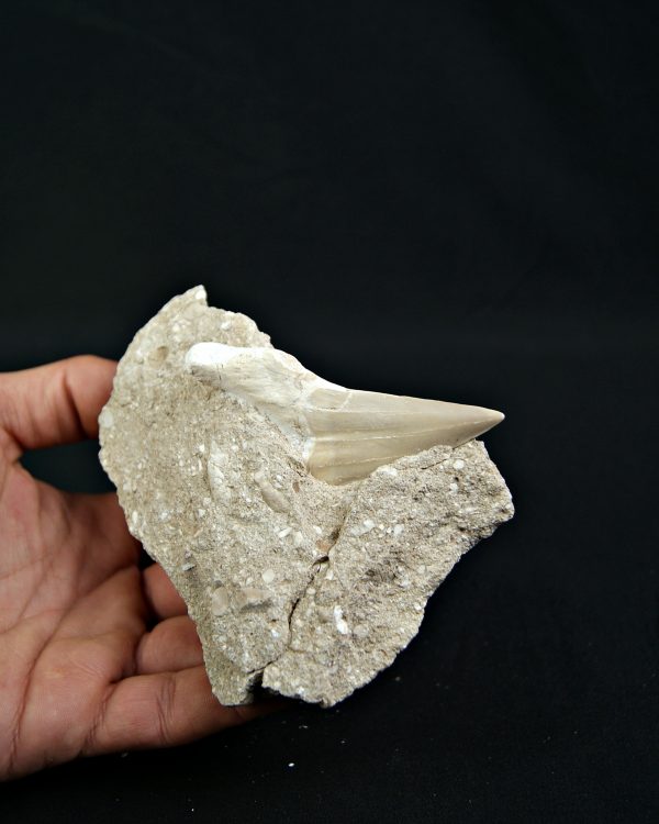 Otodus obliquus fosil en Matriz