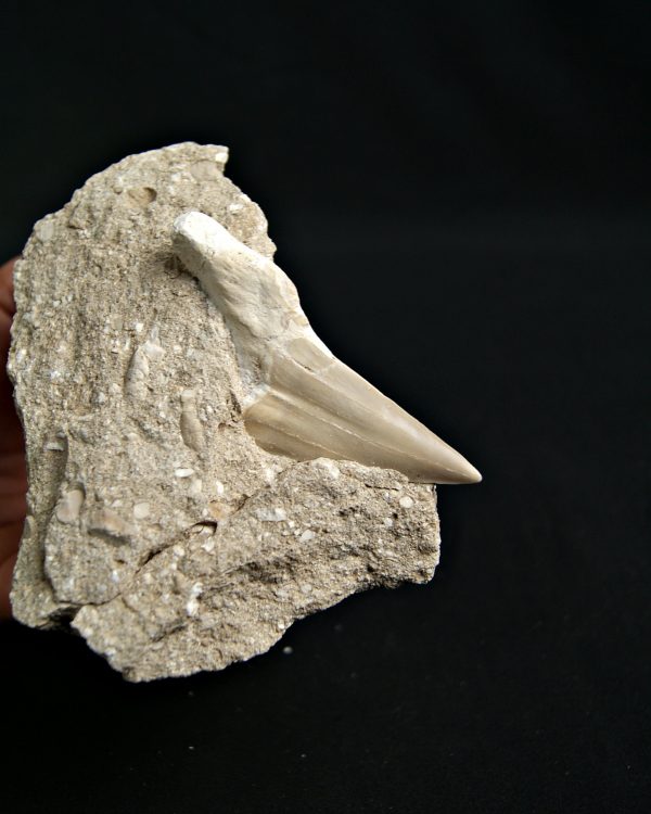 Otodus obliquus fosil en Matriz