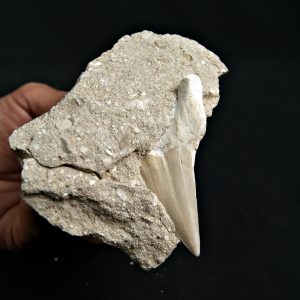 Otodus obliquus fosil en Matriz