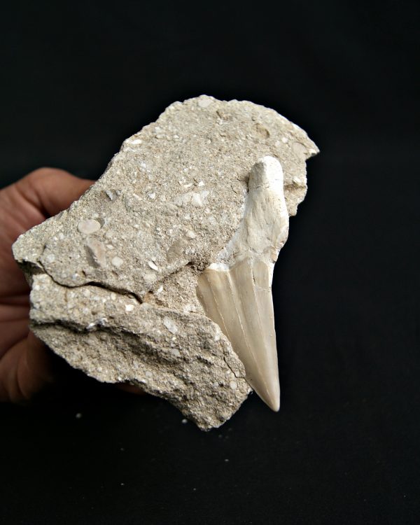 Otodus obliquus fosil en Matriz