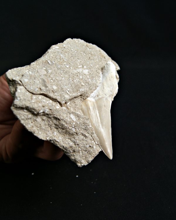 Otodus obliquus fosil en Matriz