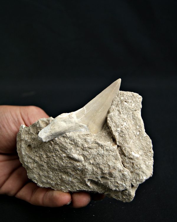 Otodus obliquus fosil en Matriz