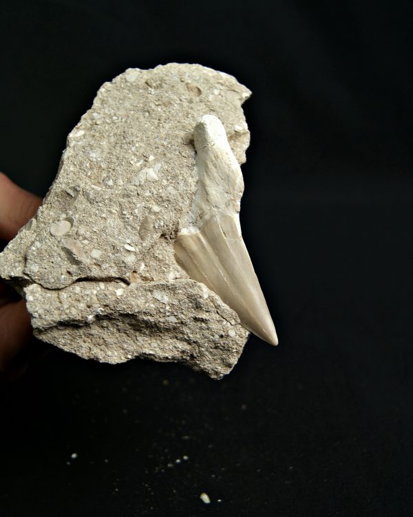 Otodus obliquus fosil en Matriz