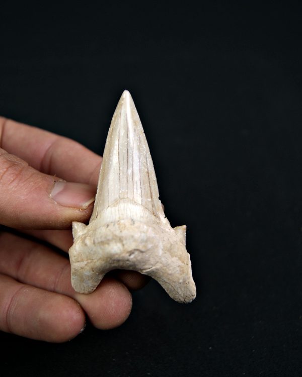 Diente de Otodus obliquus Fosil