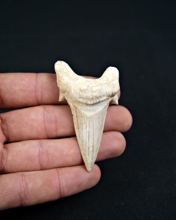 Diente de Otodus obliquus Fosil