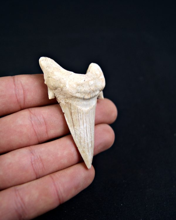 Diente de Otodus obliquus Fosil