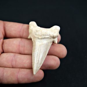 Diente de Otodus obliquus Fosil