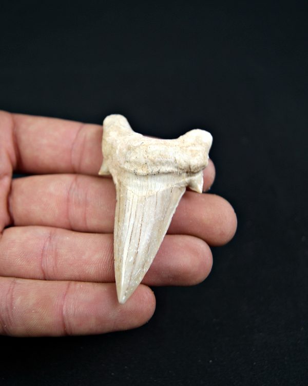 Diente de Otodus obliquus Fosil