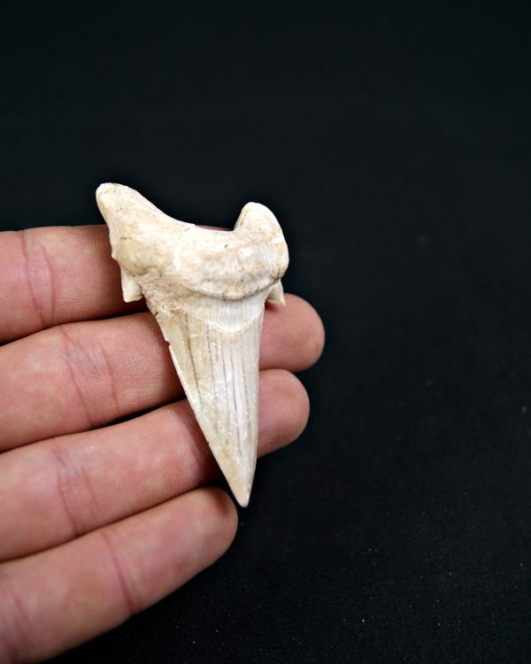 Diente de Otodus obliquus Fosil