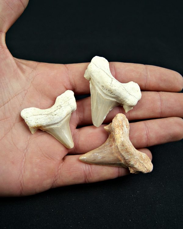 Conjunto de Dientes de Otodus obliquus