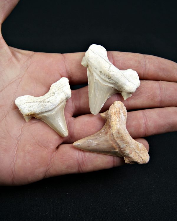 Conjunto de Dientes de Otodus obliquus