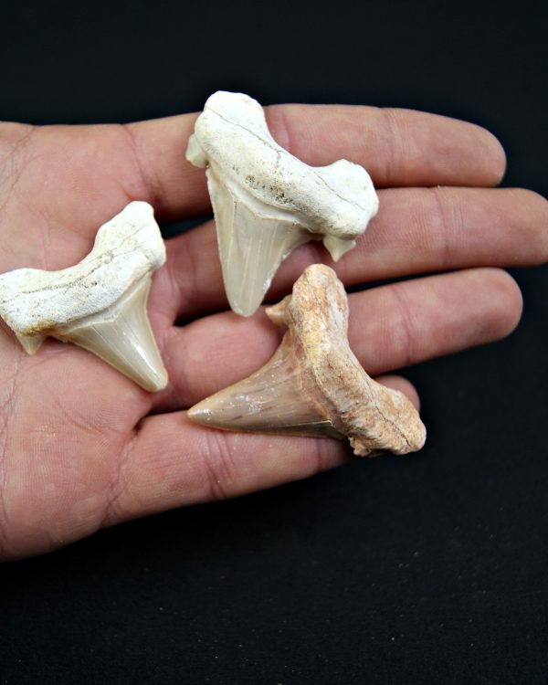 Conjunto de Dientes de Otodus obliquus