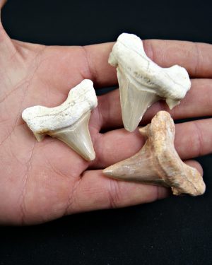 Conjunto de Dientes de Otodus obliquus