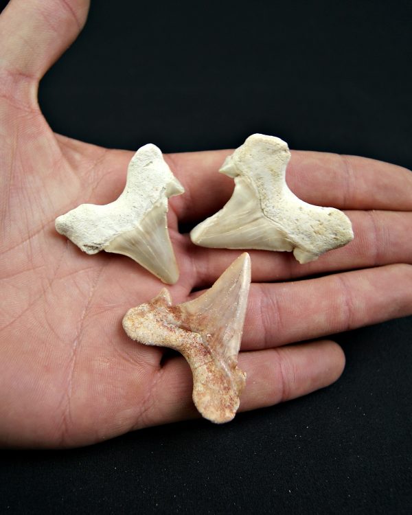 Conjunto de Dientes de Otodus obliquus