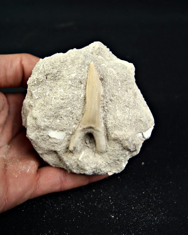 Diente de Scapanorhynchus rapax