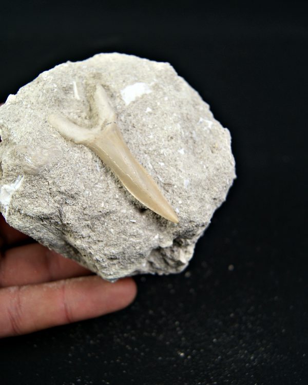 Diente de Scapanorhynchus rapax