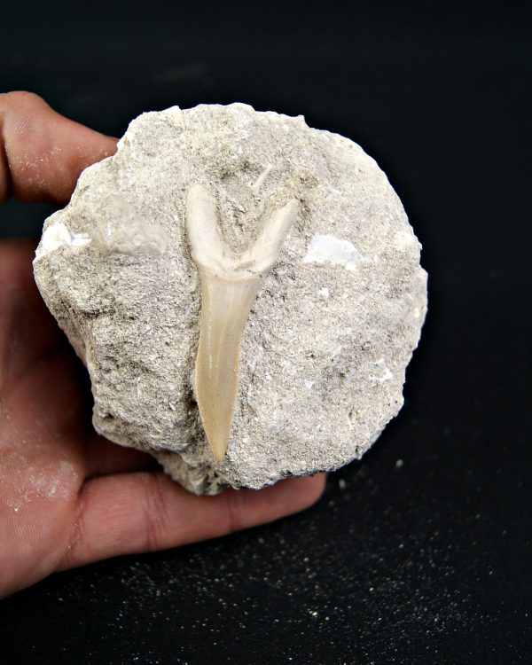 Diente de Scapanorhynchus rapax