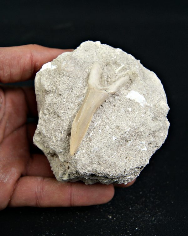 Diente de Scapanorhynchus rapax