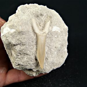 Diente de Scapanorhynchus rapax