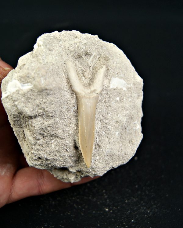 Diente de Scapanorhynchus rapax