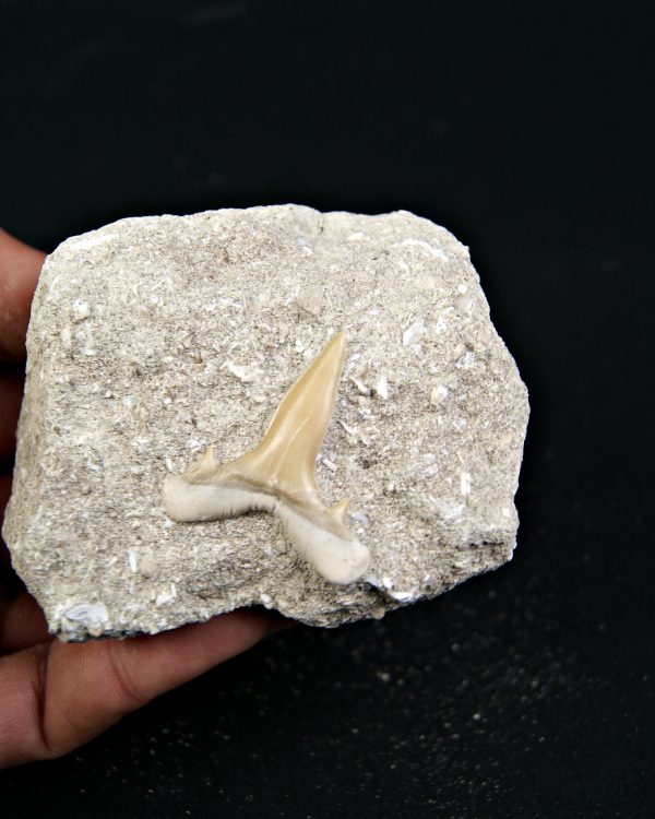 Scapanorhynchus rapax fosil