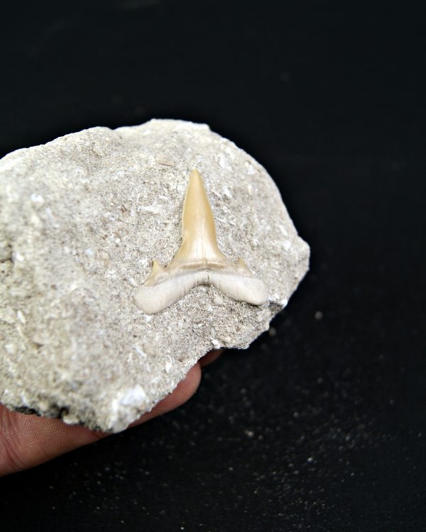 Scapanorhynchus rapax fosil