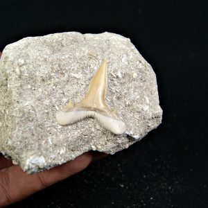 Scapanorhynchus rapax fosil