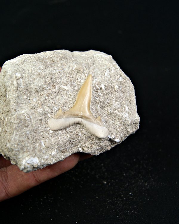 Scapanorhynchus rapax fosil