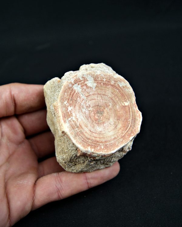 Vértebra de Otodus obliquus