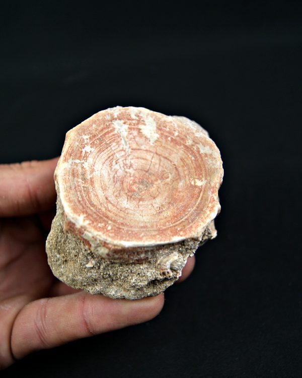 Vértebra de Otodus obliquus