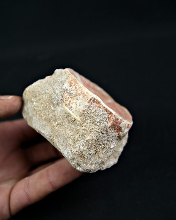 Vértebra de Otodus obliquus