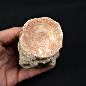 Vértebra de Otodus obliquus