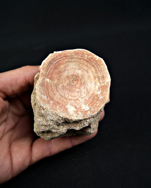 Vértebra de Otodus obliquus