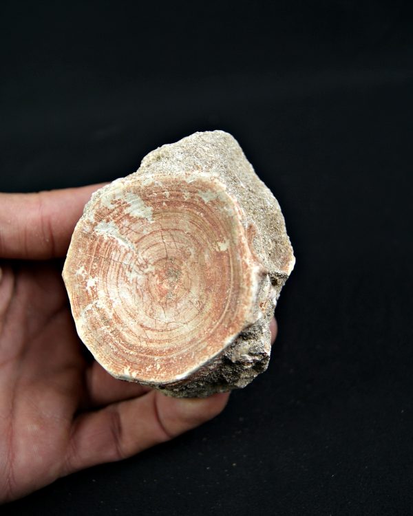 Vértebra de Otodus obliquus