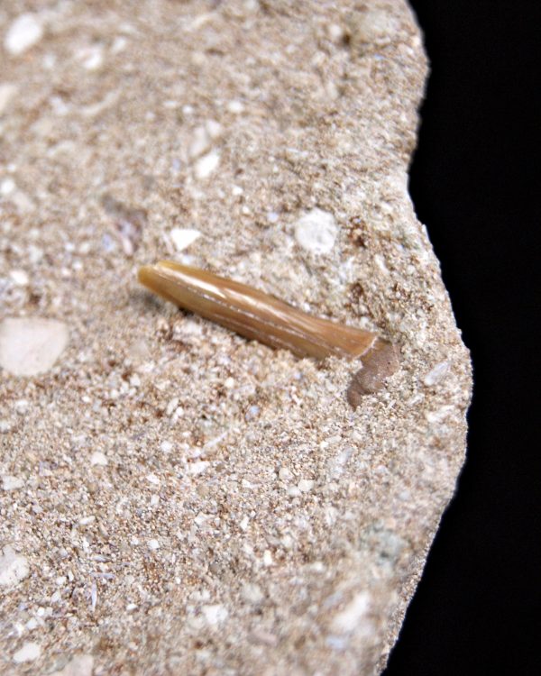 Diente de Otodus obliquus Fosil